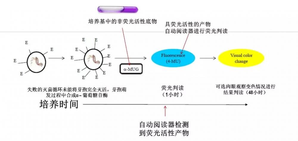 圖為熒光判讀原理.webp.jpg 圖為熒光判讀原理.webp.jpg